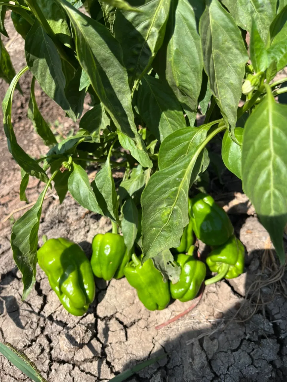 Crop foliage in an Egyptian field