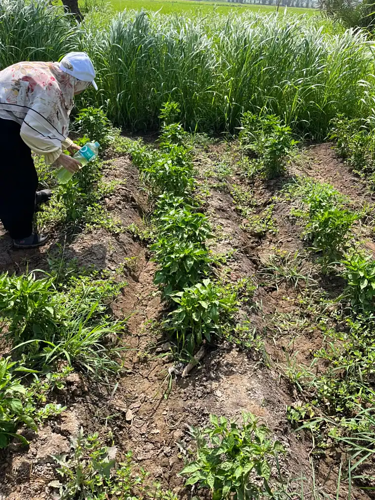 Applying the treatment across planted rows during field evaluation