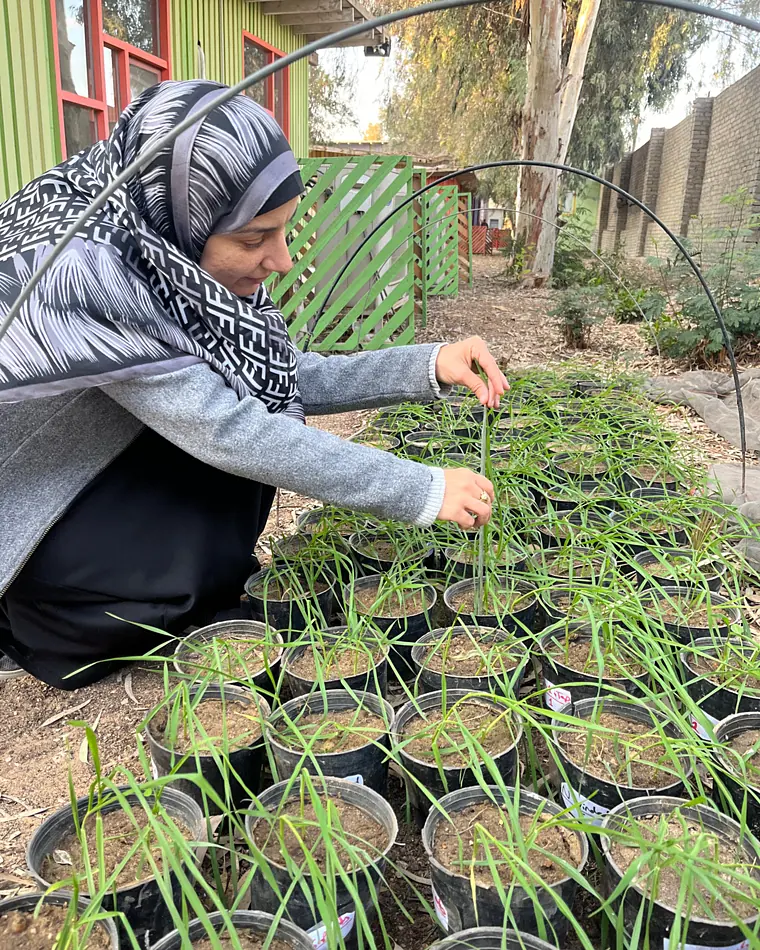 A researcher tending seedling trays at the nursery