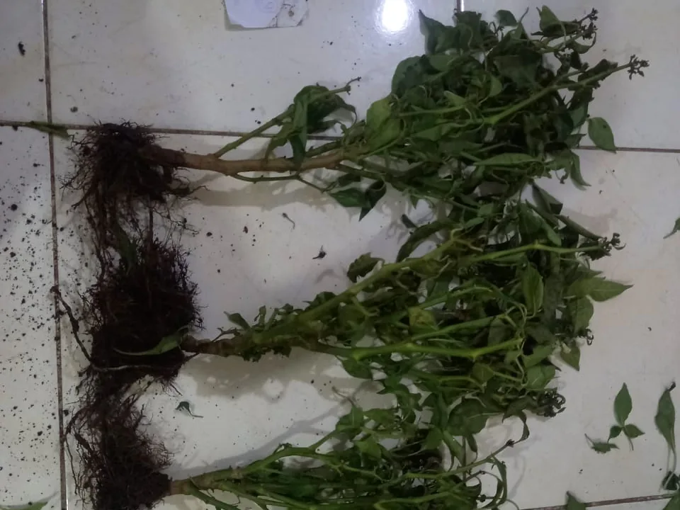 Plant and root material from the field trial laid out for recording