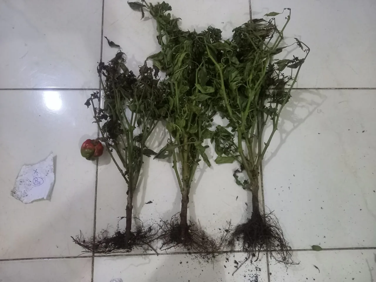 Root systems from the field trial laid out for recording